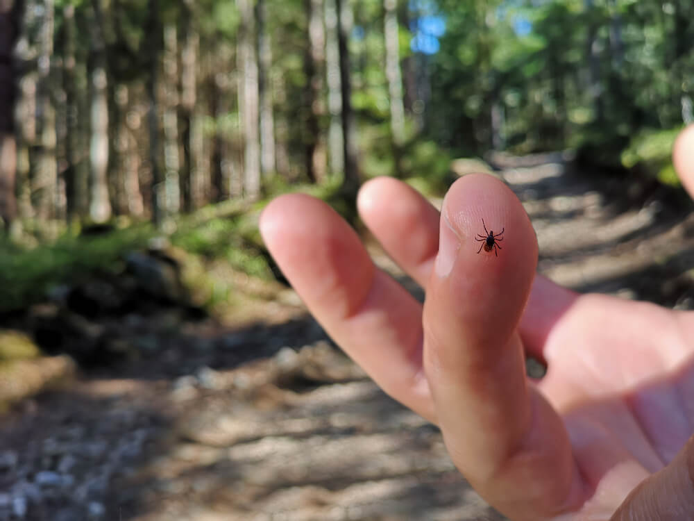 Ką žinoti apie erkes? | Mano Vaistinė